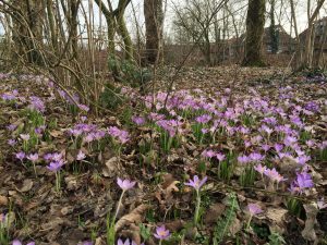 Krokusse auf dem Schulhof